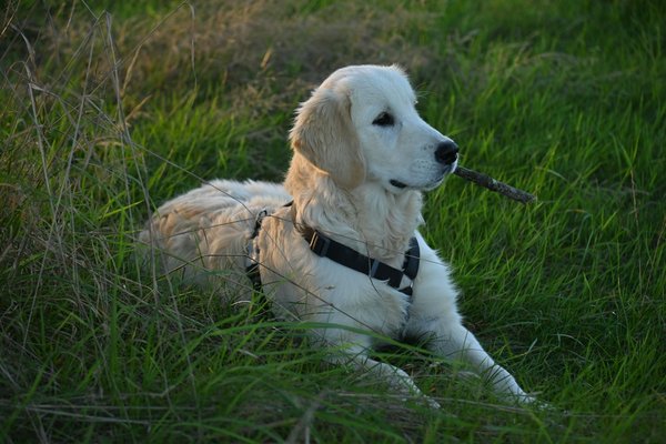 How can you prevent a Boxer from developing separation anxiety when left alone for long periods?