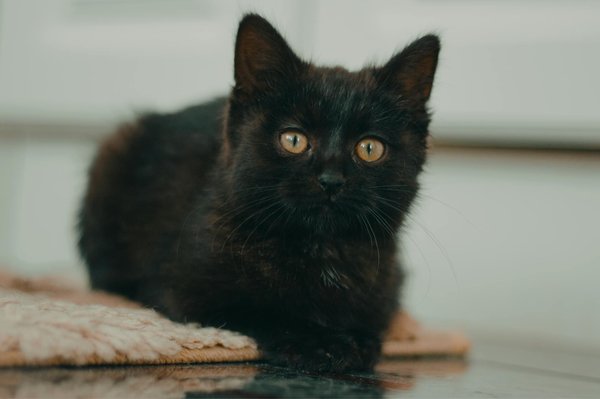 What are the best practices for grooming a long-haired Chihuahua to prevent matting?