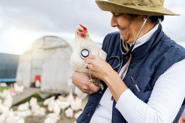 The importance of biosecurity in poultry farming